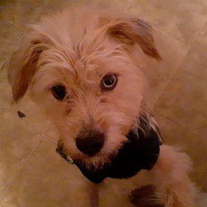 Meet your Posher, Gwen